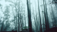 Nature Trees forests