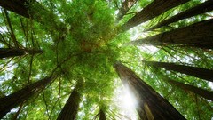 Nature Trees forests