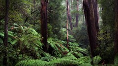 Nature Trees forests