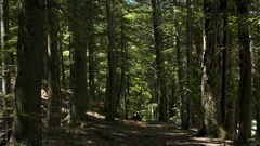 Nature Trees forests