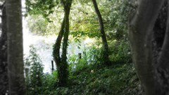 Nature Trees forests