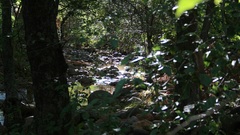 Nature Trees forests