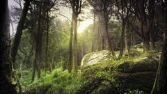 Nature Trees forests