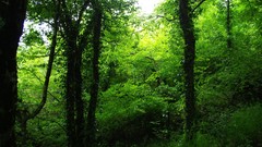 Nature Trees forests