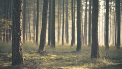 Nature Trees forests