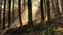 Nature Trees forests