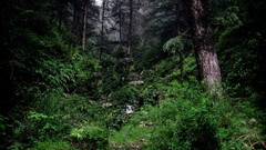 Nature Trees forests