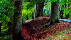 Nature Trees forests