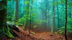 Nature Trees forests