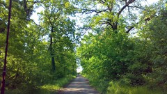 Nature Trees forests