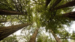 Nature Trees forests