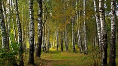 Nature Trees forests