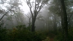 Nature Trees forests