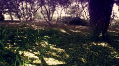 Nature Trees forests