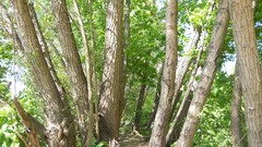 Nature Trees forests