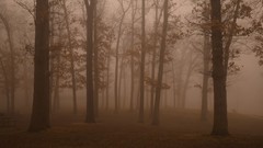 Nature Trees forests