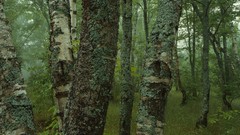 Nature Trees forests