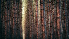 Nature Trees forests