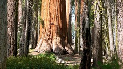 Nature Trees forests