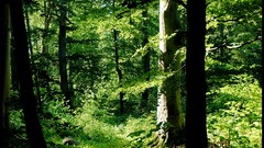 Nature Trees forests