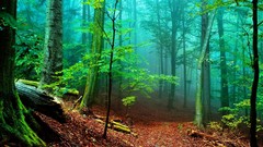 Nature Trees forests