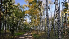 Nature Trees forests
