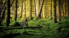 Nature Trees forests