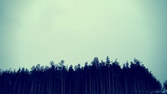 Nature Trees forests