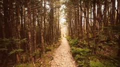 Nature Trees forests
