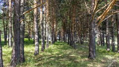 Nature Trees forests