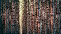 Nature Trees forests