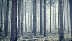 Nature Trees forests