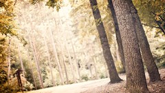 Nature Trees forests