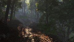 Nature Trees forests