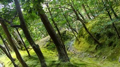 Nature Trees forests