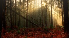 Nature Trees forests