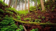 Nature Trees forests