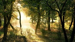 Nature Trees forests