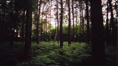 Nature Trees forests