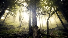 Nature Trees forests