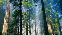 Nature Trees forests