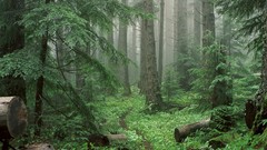 Nature Trees forests