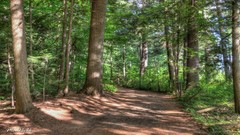 Nature Trees forests