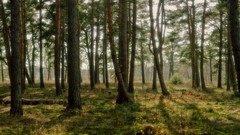 Nature Trees forests