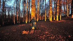 Nature Trees forests