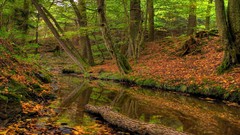 Nature Trees forests