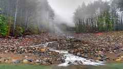 Nature Trees forests