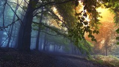 Nature Trees forests