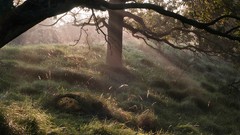 Nature Trees forests