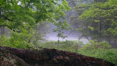 Nature Trees forests